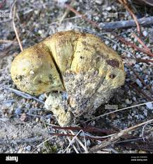 Attēlu rezultāti vaicājumam “Rhizopogon luteolus”