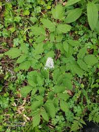 Attēlu rezultāti vaicājumam “Actaea spicata flower”