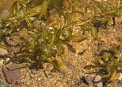 Attēlu rezultāti vaicājumam “Potamogeton gramineus”