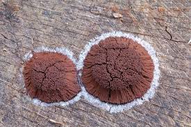 Attēlu rezultāti vaicājumam “Symphytocarpus flaccidus spores”