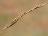 Attēlu rezultāti vaicājumam “Festuca arenaria”