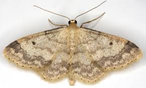 Attēlu rezultāti vaicājumam “Idaea biselata”