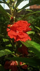 Image result for Impatiens balsamina