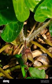 Attēlu rezultāti vaicājumam “Asarum europaeum flower”