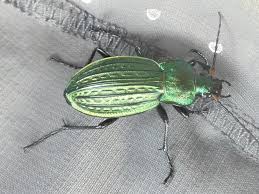 Attēlu rezultāti vaicājumam “Carabus cancellatus”