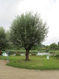 Attēlu rezultāti vaicājumam “Salix alba var. alba”