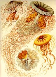 Image result for ernst haeckel