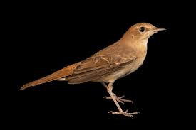 Image result for Luscinia luscinia