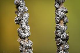 Attēlu rezultāti vaicājumam “Siphoptychium violaceum macro”