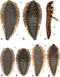 Attēlu rezultāti vaicājumam “Gynaephora selenitica larva”