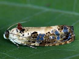 Attēlu rezultāti vaicājumam “Hedya salicella”