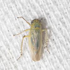 Attēlu rezultāti vaicājumam “Macrosteles sp.”