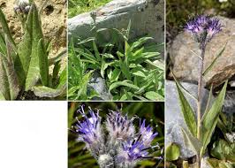 Attēlu rezultāti vaicājumam “Saussurea esthonica flower”