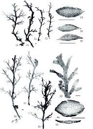 Attēlu rezultāti vaicājumam “Riccardia multifida”