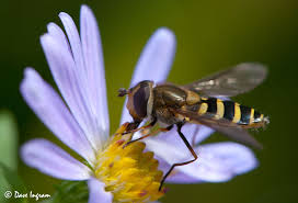 Attēlu rezultāti vaicājumam “Syrphus sp.”