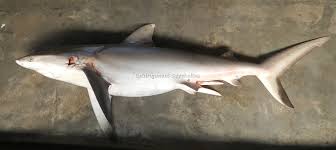 Image result for Carcharhinus amblyrhynchos