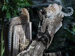 Afbeeldingsresultaat voor panters