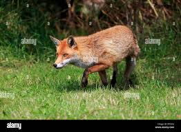 Attēlu rezultāti vaicājumam “Vulpes vulpes  adult”