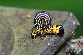 Attēlu rezultāti vaicājumam “Abraxas sylvata larva”