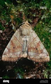 Attēlu rezultāti vaicājumam “Cosmia trapezina”