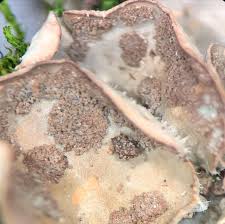 Attēlu rezultāti vaicājumam “Peltigera extenuata”