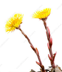 Attēlu rezultāti vaicājumam “Tussilago farfara flower”