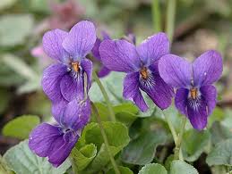 Attēlu rezultāti vaicājumam “Viola odorata flower”