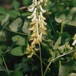 Attēlu rezultāti vaicājumam “Vicia pisiformis”