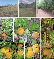 Attēlu rezultāti vaicājumam “Octospora humosa”