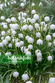 Attēlu rezultāti vaicājumam “Leucojum vernum var. carpathicum flower”