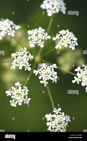 Attēlu rezultāti vaicājumam “Anthriscus sylvestris flower”