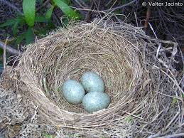 Attēlu rezultāti vaicājumam “Turdus merula nest”