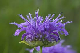 Image result for Scabiosa canescens