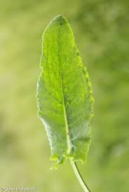 Attēlu rezultāti vaicājumam “Rumex thyrsiflorus”