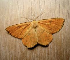 Attēlu rezultāti vaicājumam “Angerona prunaria”