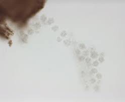 Attēlu rezultāti vaicājumam “Licea chelonoides spores”