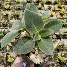 Image result for Sinningia