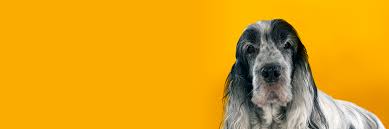 Afbeeldingsresultaat voor honden