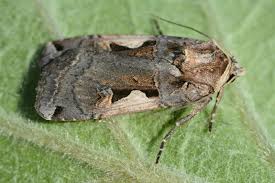 Attēlu rezultāti vaicājumam “Xestia c-nigrum”