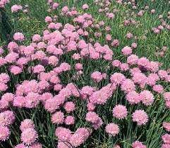 Image result for Allium schoenoprasum