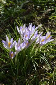Attēlu rezultāti vaicājumam “Crocus tommasinianus”