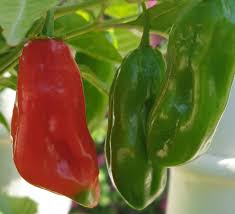 Afbeeldingsresultaat voor aji dulce sweet pepper