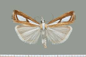 Attēlu rezultāti vaicājumam “Catoptria permutatellus”