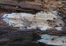 Attēlu rezultāti vaicājumam “Mycoacia fuscoatra”