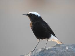 Image result for Oenanthe leucopyga