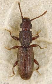 Attēlu rezultāti vaicājumam “Silvanidae”