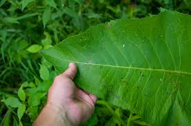 Attēlu rezultāti vaicājumam “Inula helenium leaf”