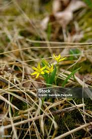 Attēlu rezultāti vaicājumam “Gagea lutea flower”