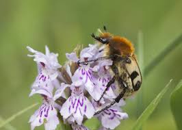 Attēlu rezultāti vaicājumam “Trichius fasciatus”