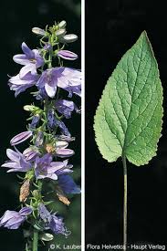 Attēlu rezultāti vaicājumam “Campanula bononiensis”